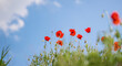 Poppy flowers against a bright blue sky background
