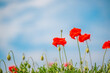 Poppy flowers against a blue sky background, summer time