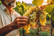 Close up of farmer male hands picking white grape. Organic fruits, harvesting and farming concept. Generated AI.