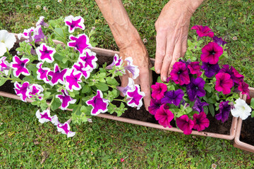 Wall Mural - gardener transplants seedlings of petunias in a hanging pot to the window