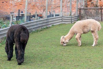 Alpacas (lama pacos) grazing in a pen