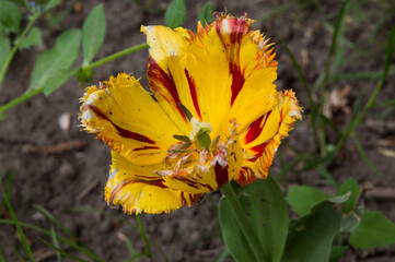 close-up: long lady and blushing parrot crossbreed yellow tulip flower with lace edging and dark red pattern stripes