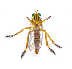 Wall Mural - hanging thief robber fly or robberfly - Diogmites esuriens - isolated on white background yellow tan beige body with big green eyes, known for hanging from plant while eating prey. top dorsal view