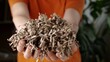 Shredded cardboard in the hands for for gardening, compost, vermicompost or mulch