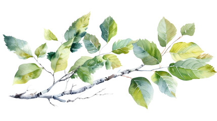 Wall Mural - birch tree branches and leaves in watercolor style, isolated on a transparent background for design layouts