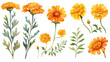 vibrant marigold collection in watercolor style, isolated on a transparent background for design layouts