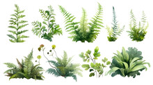 Fern And Moss Collection In Watercolor Style, Isolated On A Transparent Background For Design Layouts