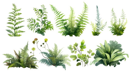fern and moss collection in watercolor style, isolated on a transparent background for design layout