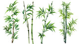 Fototapeta Sypialnia - bamboo in watercolor style, isolated on a transparent background for design layouts