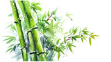 bamboo in watercolor style, isolated on a transparent background for design layouts
