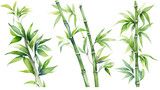 Fototapeta Sypialnia - bamboo in watercolor style, isolated on a transparent background for design layouts