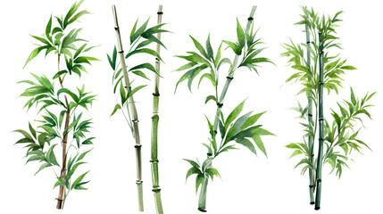 Wall Mural - bamboo in watercolor style, isolated on a transparent background for design layouts
