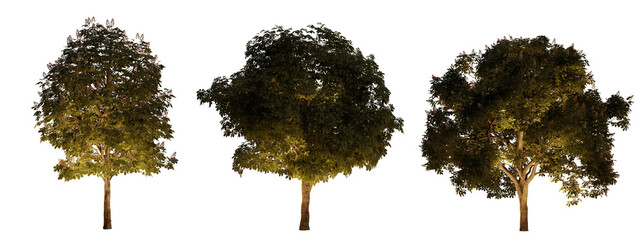 isolated, cutout, hires aesculus tree night scene with uplight in transparent background, best for parking landscape design, best for night render visualisation, post production and compositing.