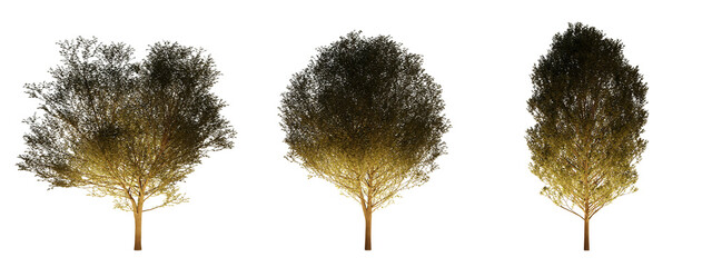 isolated, cutout, hires carpinus tree night scene with uplight in transparent background, best for p