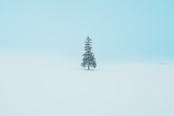 Beautiful Christmas tree with Snow in winter season at Biei Patchwork Road landmark and popular for attractions in Hokkaido, Japan. Travel and Vacation concept