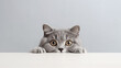 © NaphakStudio - A young cat curiosity peeked from behind a table with a grey background. Generative AI.