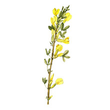 Watercolor Drawing Flowering Broom Plant With Green Leaves And Yellow Flowers Isolated At White Background, Natural Element, Hand Drawn Botanical Illustration