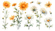 exquisite watercolor daisies in various sizes isolated on a transparent background for design layouts