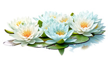 Majestic Water Lilies In A Serene Pond Isolated On A Transparent Background For Design Layouts