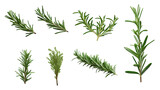 Fototapeta Sypialnia - sprigs of rosemary in various sizes and positions isolated on a transparent background for design layouts