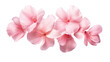© Perfect PNG - elegant cherry blossom petals isolated on a transparent background for design layouts