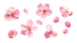 elegant magnolia blooms with velvety petals isolated on a transparent background for design layouts