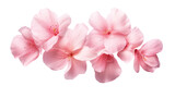 Fototapeta Na drzwi - elegant cherry blossom petals isolated on a transparent background for design layouts