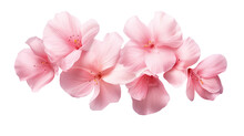 Elegant Cherry Blossom Petals Isolated On A Transparent Background For Design Layouts