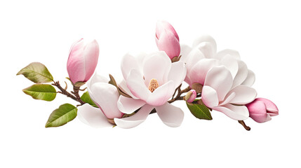 elegant magnolia blooms with velvety petals isolated on a transparent background for design layouts