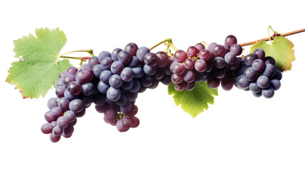 Wall Mural - lush vineyard with ripe grapes isolated on a transparent background for design layouts