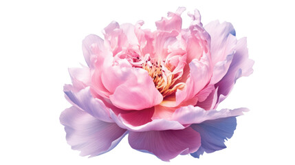 Wall Mural - majestic peony petals isolated on a transparent background for design layouts