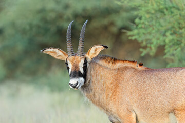 Wall Mural - a rare roan antelope (hippotragus equinus) in natural habitat, mokala national park, south africa.