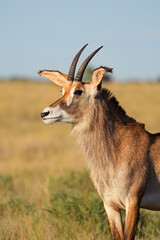 Poster - Portrait of a rare roan antelope (Hippotragus equinus), Mokala National Park, South Africa.