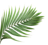 Fototapeta Dziecięca - tropical green palm leaf on transparent background png file