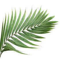 Tropical Green Palm Leaf On Transparent Background Png File