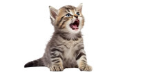 Yawning Cute Kitten Cat Isolated On Transparent Background. Kitten With Open Mouth. PNG.   
