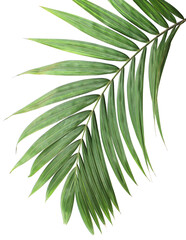 tropical green palm leaf on transparent background png file