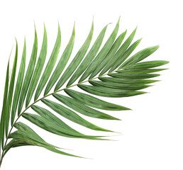 tropical green palm leaf on transparent background png file