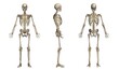 男性の骨格方位別一覧・モデル２（白背景）