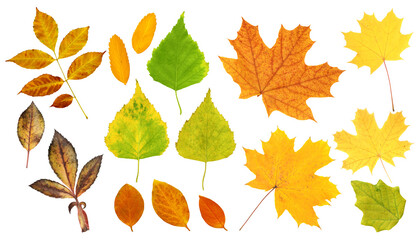 Wall Mural - Set of autumn leaf of a birch, maple, cottonwood, dogrose, rowan and barberry. Collection of colorful autumn leaves. Isolated on white background