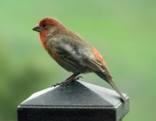 Wall Mural - closeup of cute male  american rosefinch perched  on a rod in early summer in Broomfield, colorado