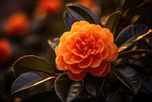 Portrait Camellia Flower With Light Exposure AI Generative