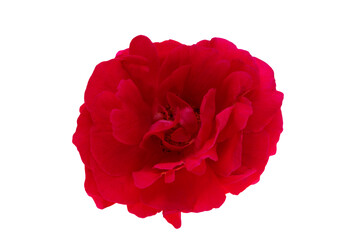 Sticker - red rose isolated