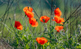 Fototapeta Krajobraz - red poppy flower growing