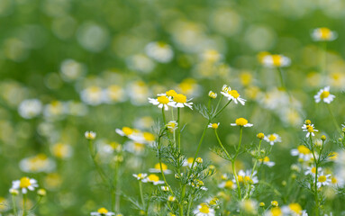 Poster - summer landscape on a meadow of medicinal daisies