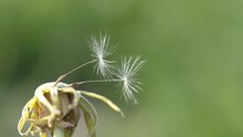 A Ripened Dandelion With The Remains Of Seeds Swaying In The Wind. Seeds With Crests Resist The Wind. The Background Is Not In Focus. Close-up. Slow Motion