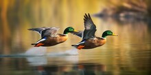 Portrait Mallard Ducks Flying Over The Water AI Generative