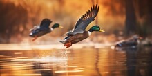Portrait Mallard Duck Flying Over The Water AI Generative