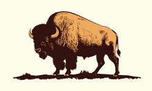 American Bison, Buffalo. Hand Drawn Vector Illustration.