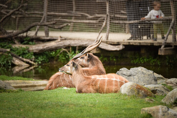 Wall Mural - African Antelope are laying in the zoo near to the fence. They have not place for living.